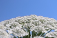 Thumbnail IMG_2241.JPG 