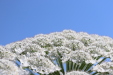 Thumbnail IMG_2242.JPG 