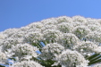 Thumbnail IMG_2243.JPG 