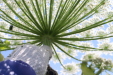 Thumbnail IMG_2244.JPG 