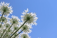 Thumbnail IMG_2245.JPG 