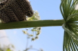 Thumbnail IMG_2248.JPG 