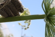 Thumbnail IMG_2249.JPG 