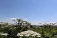 Thumbnail IMG_2252.JPG 