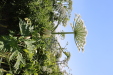 Thumbnail IMG_2253.JPG 