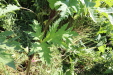Thumbnail IMG_2254.JPG 