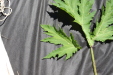 Thumbnail IMG_2260.JPG 