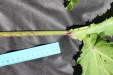 Thumbnail IMG_2262.JPG 