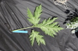 Thumbnail IMG_2263.JPG 
