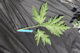 Thumbnail IMG_2264.JPG 
