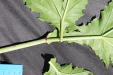Thumbnail IMG_2266.JPG 