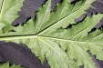 Thumbnail IMG_2267.JPG 