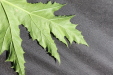 Thumbnail IMG_2268.JPG 
