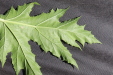 Thumbnail IMG_2269.JPG 