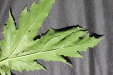 Thumbnail IMG_2271.JPG 