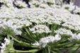 Thumbnail IMG_2273.JPG 