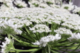 Thumbnail IMG_2274.JPG 