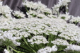 Thumbnail IMG_2275.JPG 