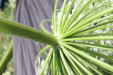 Thumbnail IMG_2277.JPG 