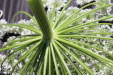 Thumbnail IMG_2278.JPG 
