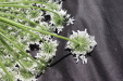 Thumbnail IMG_2280.JPG 