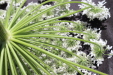 Thumbnail IMG_2281.JPG 