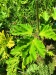 Thumbnail IMG20220706123042.jpg 