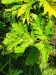 Thumbnail IMG20220706123053.jpg 