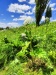 Thumbnail IMG20220706123117.jpg 