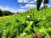Thumbnail IMG20220706123121.jpg 