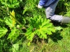 Thumbnail IMG20220706123126.jpg 