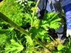Thumbnail IMG20220706123131.jpg 