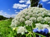 Thumbnail IMG20220706123135.jpg 