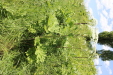 Thumbnail IMG_2437.JPG 