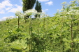 Thumbnail IMG_2438.JPG 