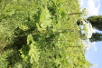 Thumbnail IMG_2440.JPG 
