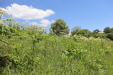 Thumbnail IMG_2442.JPG 