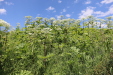 Thumbnail IMG_2443.JPG 