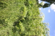 Thumbnail IMG_2445.JPG 