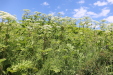 Thumbnail IMG_2446.JPG 