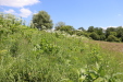 Thumbnail IMG_2448.JPG 