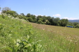 Thumbnail IMG_2449.JPG 
