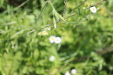 Thumbnail IMG_2450.JPG 