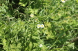 Thumbnail IMG_2451.JPG 
