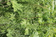 Thumbnail IMG_2452.JPG 