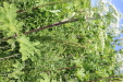 Thumbnail IMG_2453.JPG 