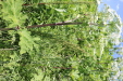 Thumbnail IMG_2454.JPG 