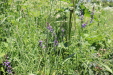 Thumbnail IMG_2456.JPG 