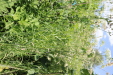 Thumbnail IMG_2457.JPG 