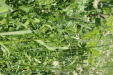 Thumbnail IMG_2458.JPG 